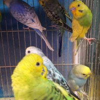 Вълнисти папагалчета, снимка 3 - Папагали - 23442491