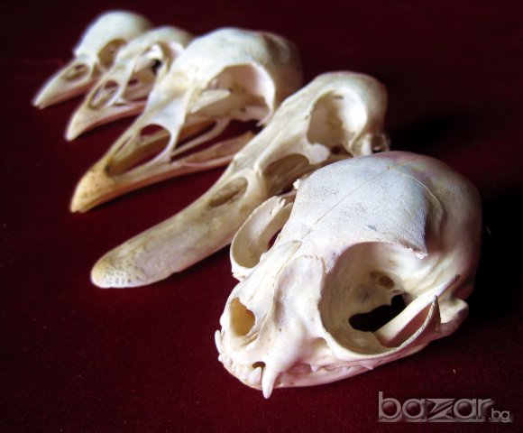 Учебно помагало по зоология, колекция от черепи, сбирка гръбначни животни , снимка 4 - Антикварни и старинни предмети - 14074952