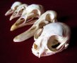 Учебно помагало по зоология, колекция от черепи, сбирка гръбначни животни , снимка 4