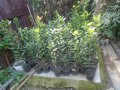 Дафинов лист - дафинов храст 2-год. растение Дафина - Лаура нобилис, снимка 2