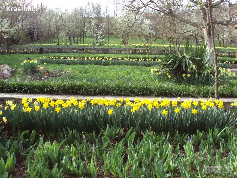 Продавам луковици на нарциси,перуники/ирис, снимка 1