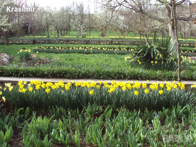 Продавам луковици на нарциси,перуники/ирис