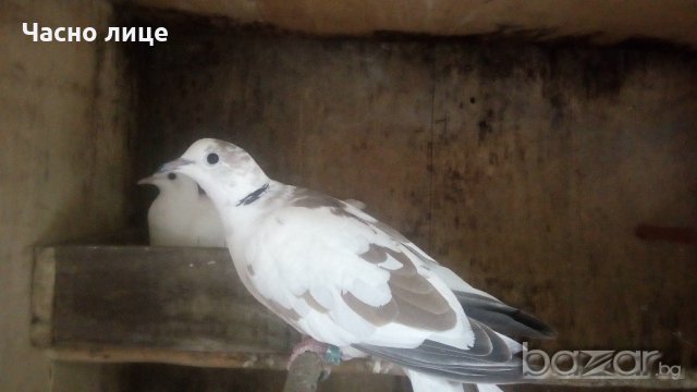 Смеещисе гугутки, снимка 3 - други­ - 19713401