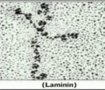Ламинин, снимка 6