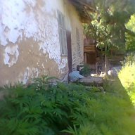 къща с двор в с Стакевци община Видин, снимка 4 - Къщи - 13418561