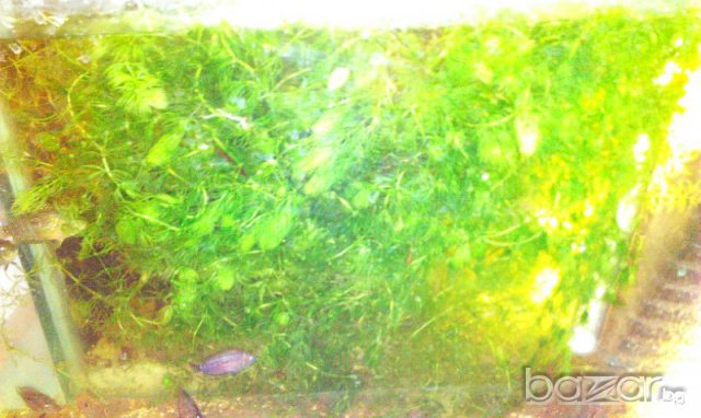 Аквариумни растения , снимка 6 - Рибки - 6971259