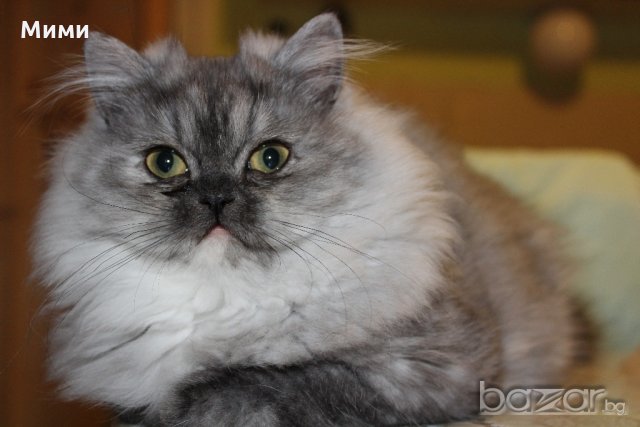 Сребърна чинчила  /  Persian cat, снимка 15 - Персийска - 18951274