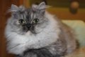 Сребърна чинчила  /  Persian cat, снимка 15