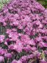 Топ карамфил, снимка 1 - Градински цветя и растения - 13914553