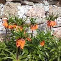 Фритилария (Ходжово лале),мини ирис, снимка 2 - Градински цветя и растения - 24671565