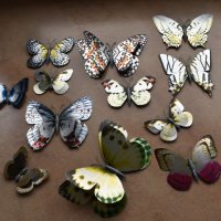 3D пеперуди за декорация с двойни крила СВЕТЕЩИ, снимка 9 - Декорация за дома - 25424987