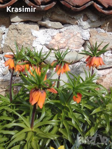 Фритилария (Ходжово лале),мини ирис, снимка 2 - Градински цветя и растения - 24671565