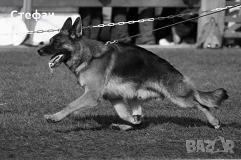  Промоции, снимка 6 - Немска овчарка - 23687796