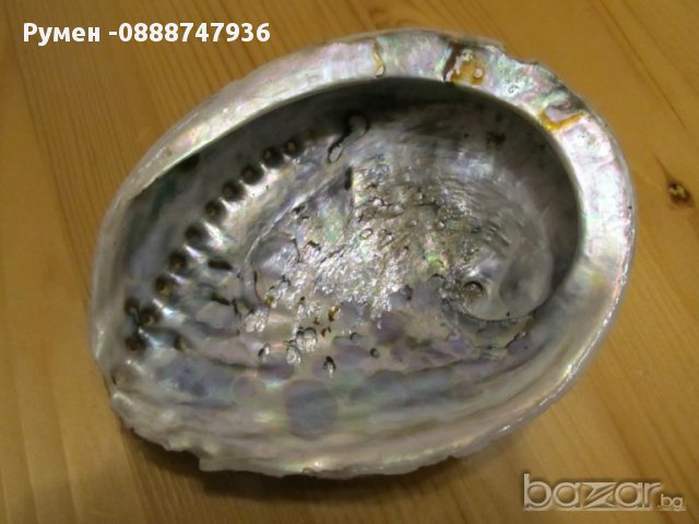 голяма перлена мида  - 16 см. - красота от природата !
