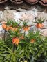 Фритилария (Ходжово лале),мини ирис, снимка 2