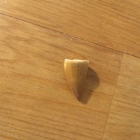 стар зъб от  Мозазавър - за вашета колекция или декорация ., снимка 1 - Антикварни и старинни предмети - 22419674