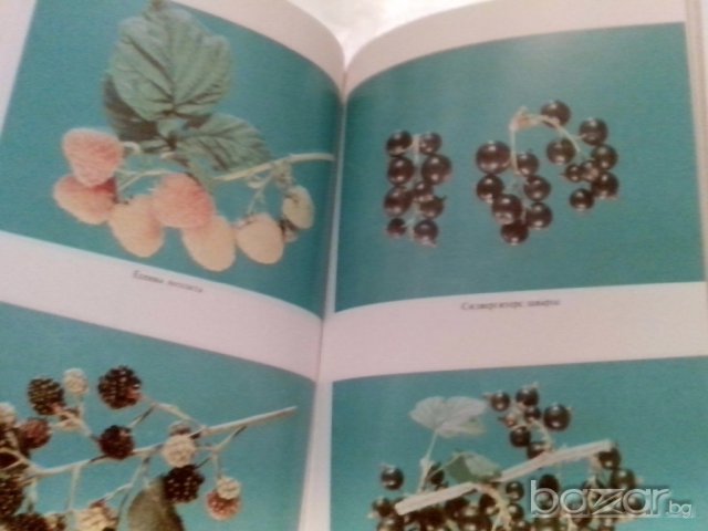 ягодоплодните култури в нашата градина-от земиздат, снимка 6 - Художествена литература - 9668997