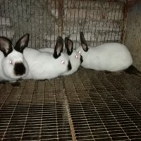 Калифорнийски  зайци, снимка 4 - Други - 13789539