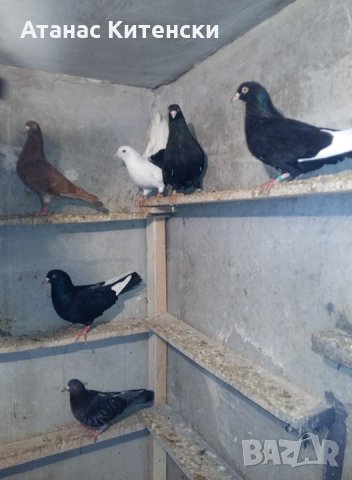 Продавам пазарджишки високо летачи гълаби, снимка 4 - Гълъби - 25976171