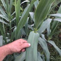 Гигантска тръстика, Arundo donax, декоративни, бързорастящи,жив плет, снимка 2 - Градински цветя и растения - 25635982