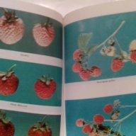 ягодоплодните култури в нашата градина-от земиздат, снимка 12 - Художествена литература - 9668997