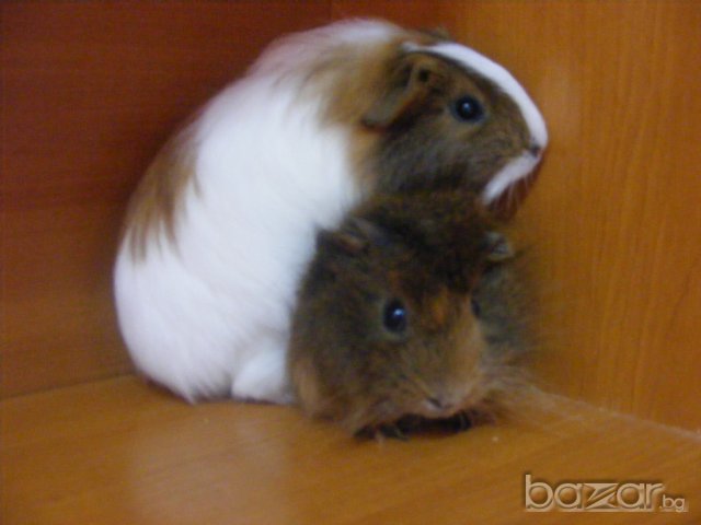 Продавам малки морски свинчета, снимка 4 - Други животни - 6685771
