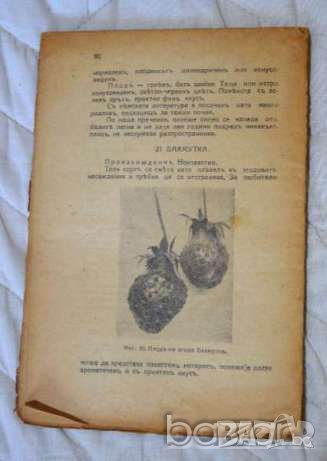 🍓 Ягодовата култура Агр. Цочо Спасовъ, снимка 2 - Специализирана литература - 23429732