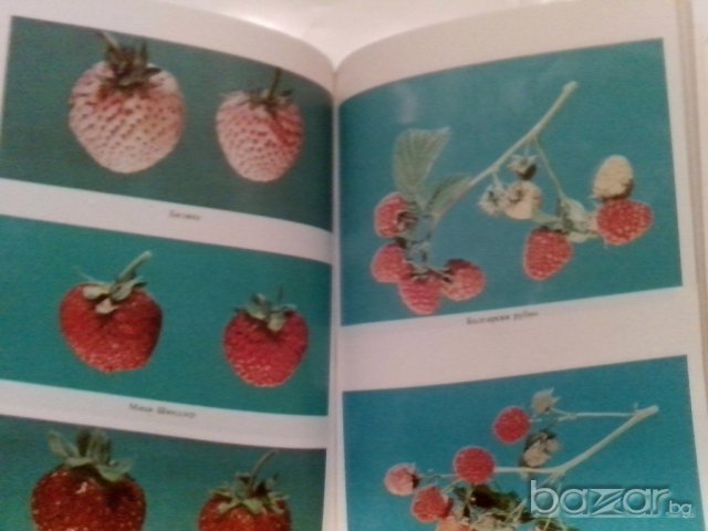ягодоплодните култури в нашата градина-от земиздат, снимка 12 - Художествена литература - 9668997