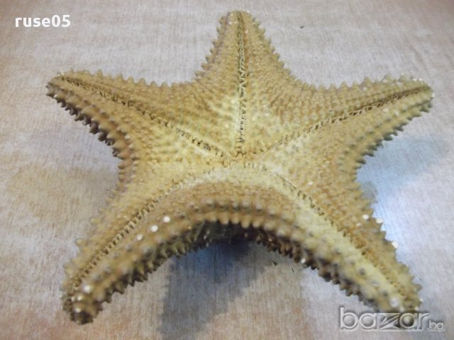 Звезда морска - 4, снимка 5 - Други ценни предмети - 17135966