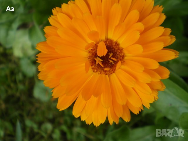 продавам цветя Невен - семена, реколта 2025 г., снимка 4 - Сортови семена и луковици - 24874715