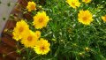 продавам разсад и семена (реколта 2023 г.) на градинско цвете Биденс, снимка 9