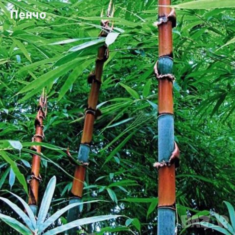 100 броя бамбукови семена от Декоративен бамбук Moso Bamboo лилав зелен цветен , снимка 11 - Сортови семена и луковици - 23954889