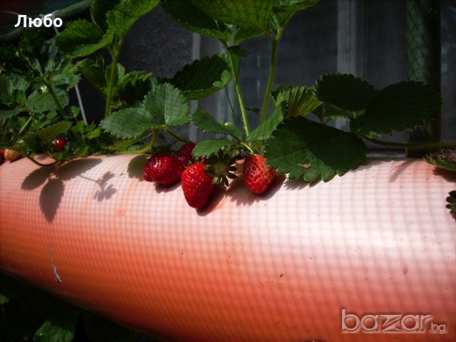 Разсад целогодишни ягоди.  с голям корен, зимоустойчиви.Плододават  до късна есен., снимка 3 - Градински цветя и растения - 11528104