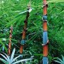 100 броя бамбукови семена от Декоративен бамбук Moso Bamboo лилав зелен цветен , снимка 11