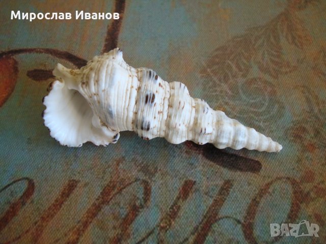 * Сейшел * - раковина 