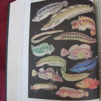 1983 год. Книга за животните и рибите Русия, снимка 18 - Други - 24608150