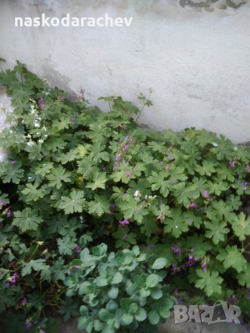 Кралска детелина, юка, здравец, драцена и др., снимка 8 - Градински цветя и растения - 21586275