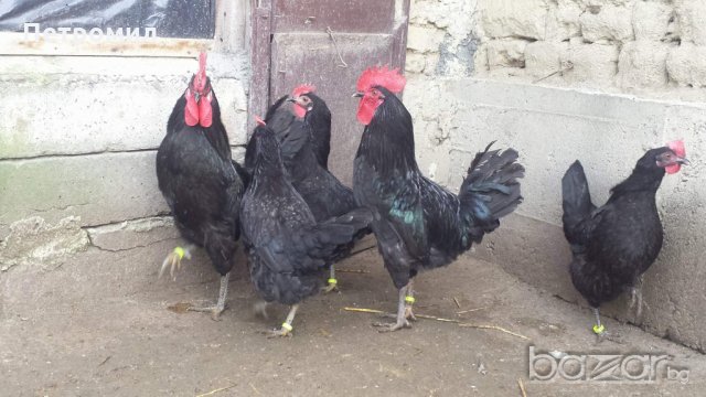 Яйца от Черна Шуменска кокошка , снимка 4 - Кокошки и пуйки - 20271982