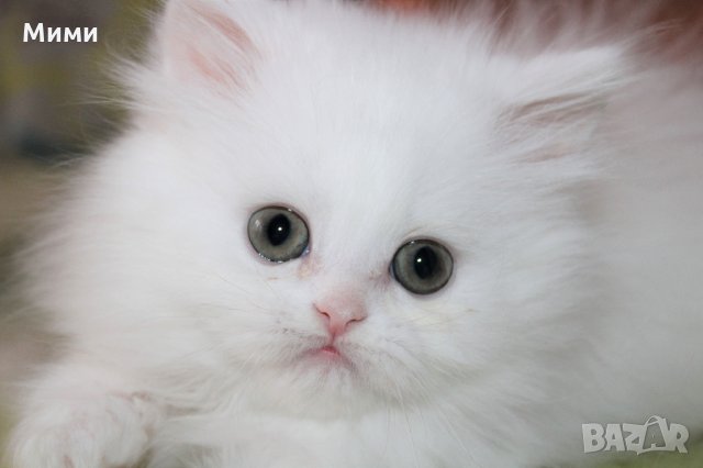 Персийско бижу /Shiny.whiskers - Persian cat в Персийска в гр. София -  ID23471478 — Bazar.bg
