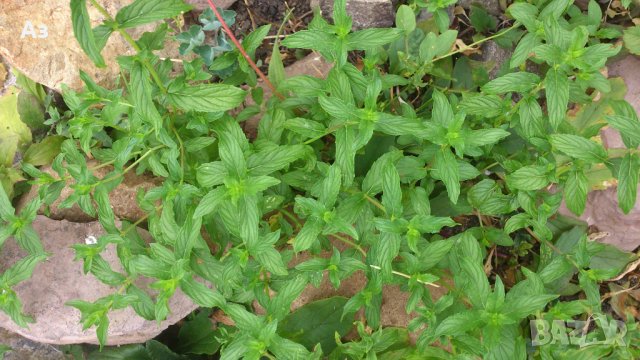 продавам ароматен джоджен - корени със стъбла и листа, снимка 4 - Сортови семена и луковици - 25182514