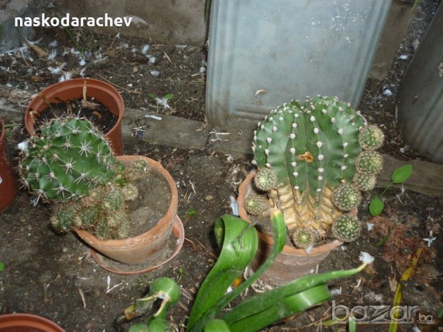 Продавам кактуси различни видове, снимка 3 - Градински цветя и растения - 21422494
