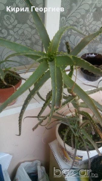 Продавам лечебно Алое арборесценс, снимка 1