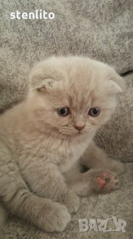 Британски късокосмести котки: Продавам сиви породи - Пазарджик: на ХИТ цени  — Bazar.bg