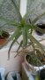 Продавам лечебно Алое арборесценс, снимка 1 - Стайни растения - 20479527