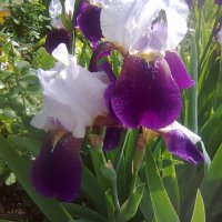 Перуника, снимка 5 - Градински цветя и растения - 24767505