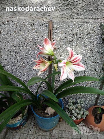 Цветя Амарилис / Хипеаструм (Hippeastrum), снимка 6 - Градински цветя и растения - 21745927