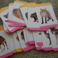 " Камила " - 48 бр. образователни карти с разли4ни животни , снимка 3 - Карти за игра - 25447366