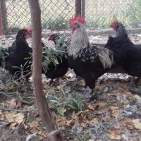 Кокошки и яйца за люпене от маран черно сребро, снимка 4 - други­ - 23773899