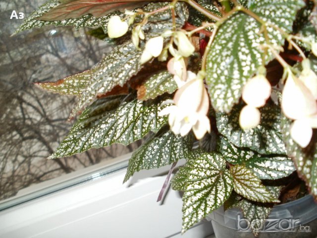 продавам цветя Бегонии Тамая - височина 40 см (мерено без саксията), снимка 13 - Стайни растения - 17533507