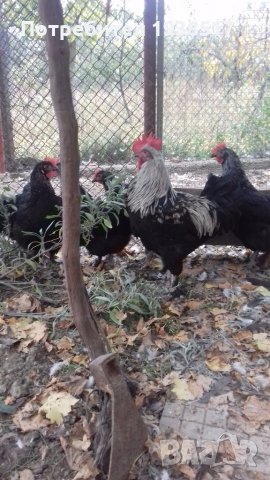 Кокошки и яйца за люпене от маран черно сребро, снимка 4 - други­ - 23773899